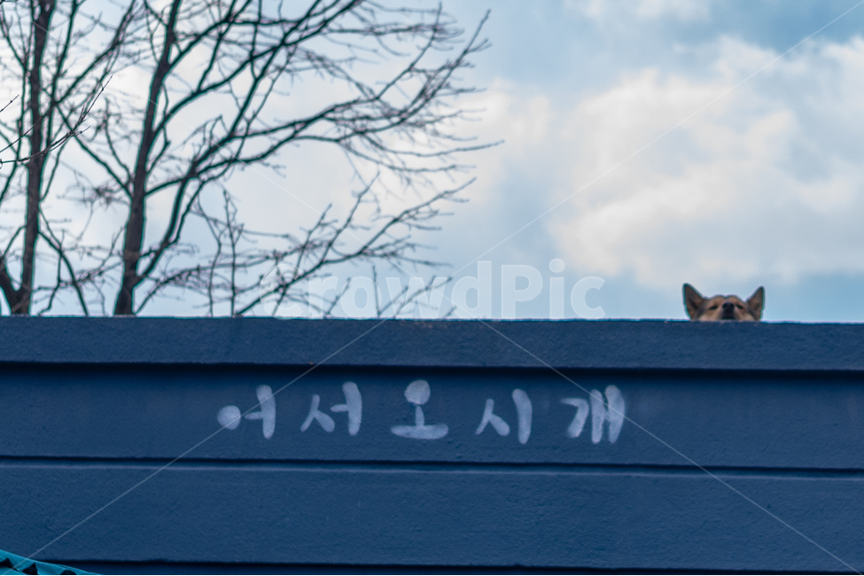 개,하늘,나무,언어유희,dog,sky,tree