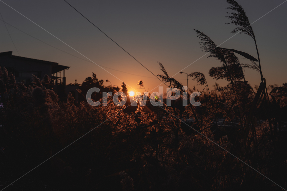 해,일몰,노을,갈대,색감,sunset,evenigglow,해질녘,그라데이션,자연,풍경,nature,landscape,감성,sensible,feeling,outdoors,옥외,sky,하늘,dusk,황혼,dawn,새벽,red sky,붉은 하늘