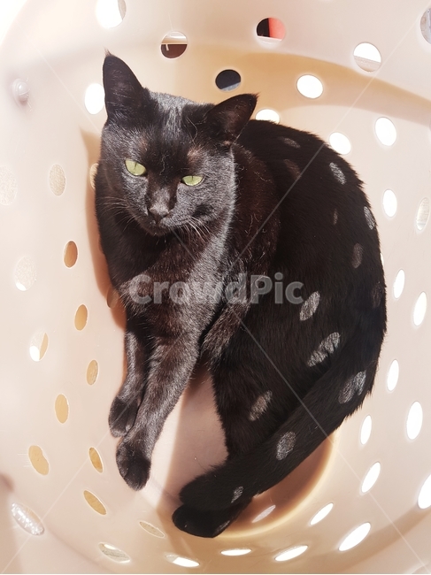 black,고양이,동물,검은고양이,cat,동물,animal,포유류,mammal,고양이,cat,kitten,kitty