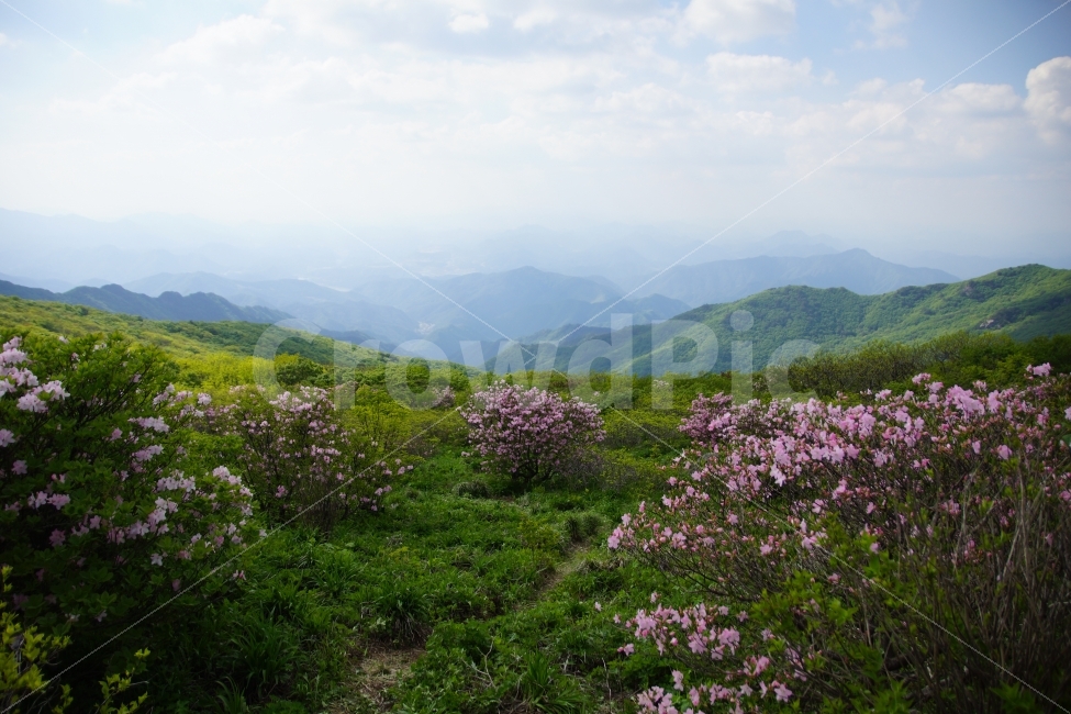 소백산,철쭉,풍경,등산,여행,자연,풍경,nature,landscape,outdoors,옥외,mountain range,산맥,mountain,산