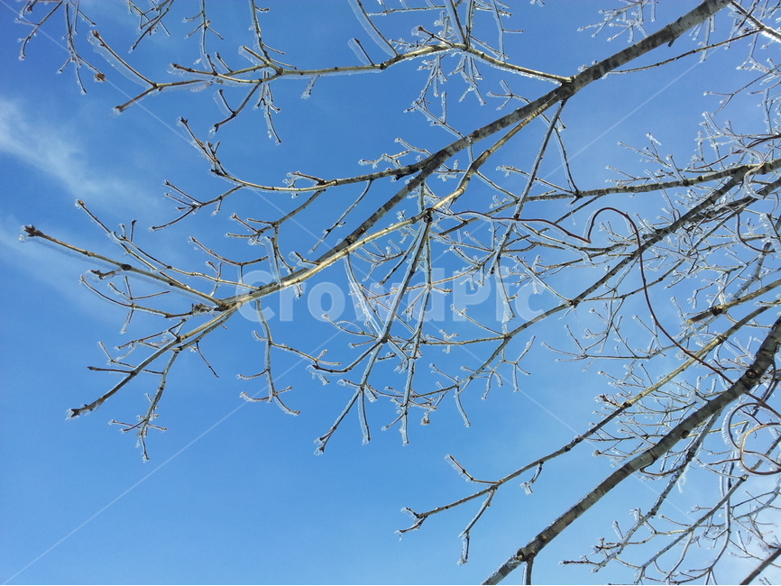 겨울,눈,계절,하늘,나무,겨울,계절,winter,season,식물,자연,plants,nature,나무,trees,wood