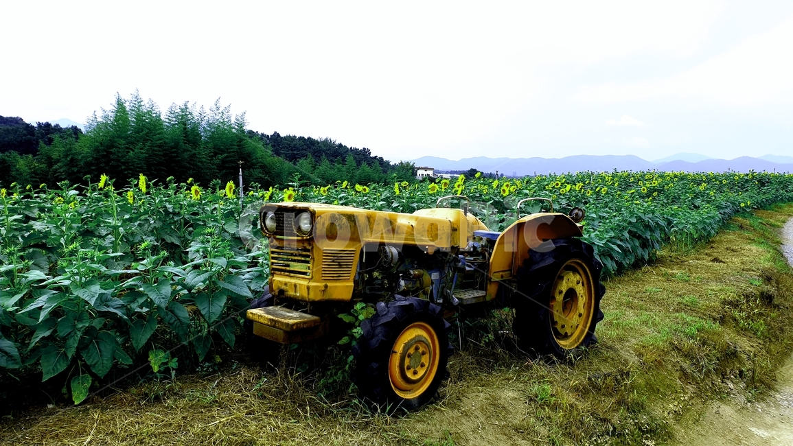 들녘,해바라기,농기계,field,밭,농업,농사,agriculture,farming,farming industry