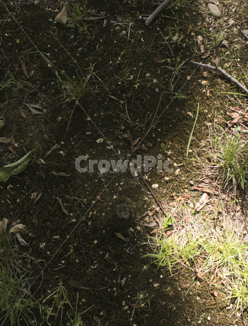 자연,풀,흙,햇살,식물,plant,ground,풍경,햇빛,sunshine,식물,자연,plants,nature