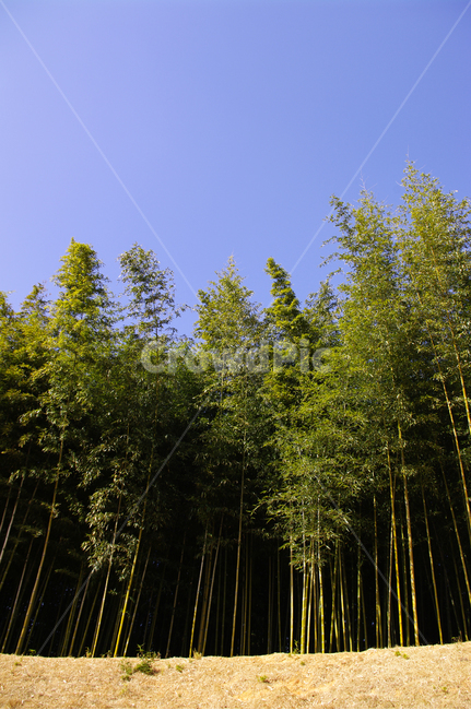 숲,초록,대나무,하늘,댓잎,자연,풍경,nature,landscape,plant,식물,tree,나무,fir,전나무