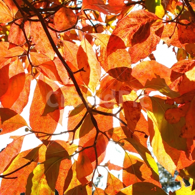 풍경사진,자연,가을,햇빛,단풍,색감,감성사진,가을,계절,fall,autumn,season,식물,자연,plants,nature,plant,leaf,잎,veins,정맥