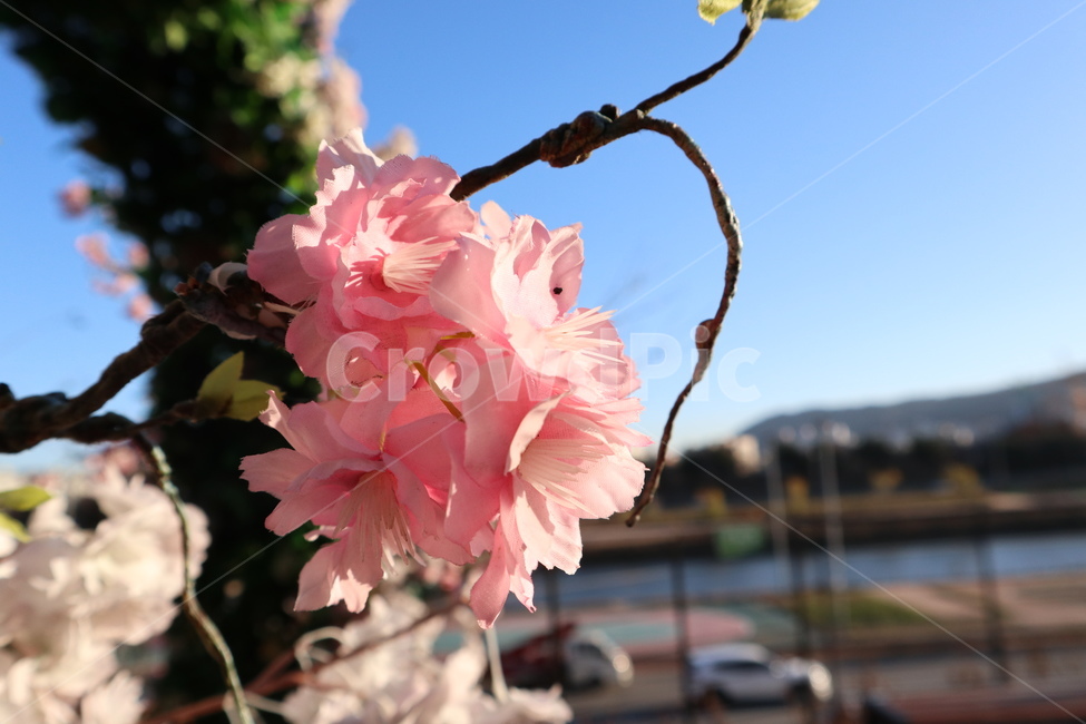꽃,가을,봄,자연,식물,plant,nature,봄,계절,spring,season,식물,자연,plants,nature,꽃,flower