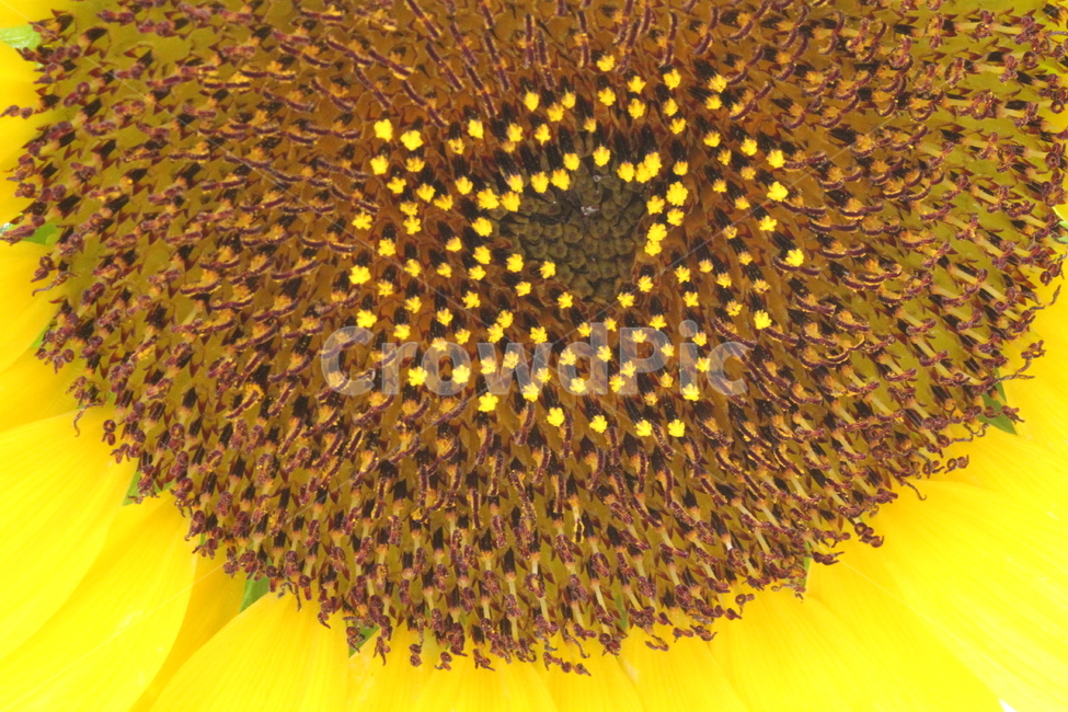 해바라기,꽃,식물,향일화,sunflower,식물,자연,plants,nature,꽃,flower