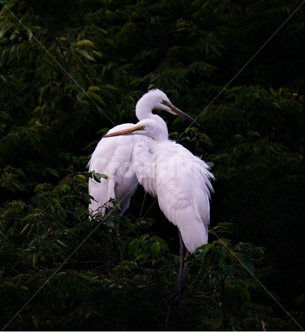 중백로,백로,새,정원,birds,동물,animal,조류,새,birds