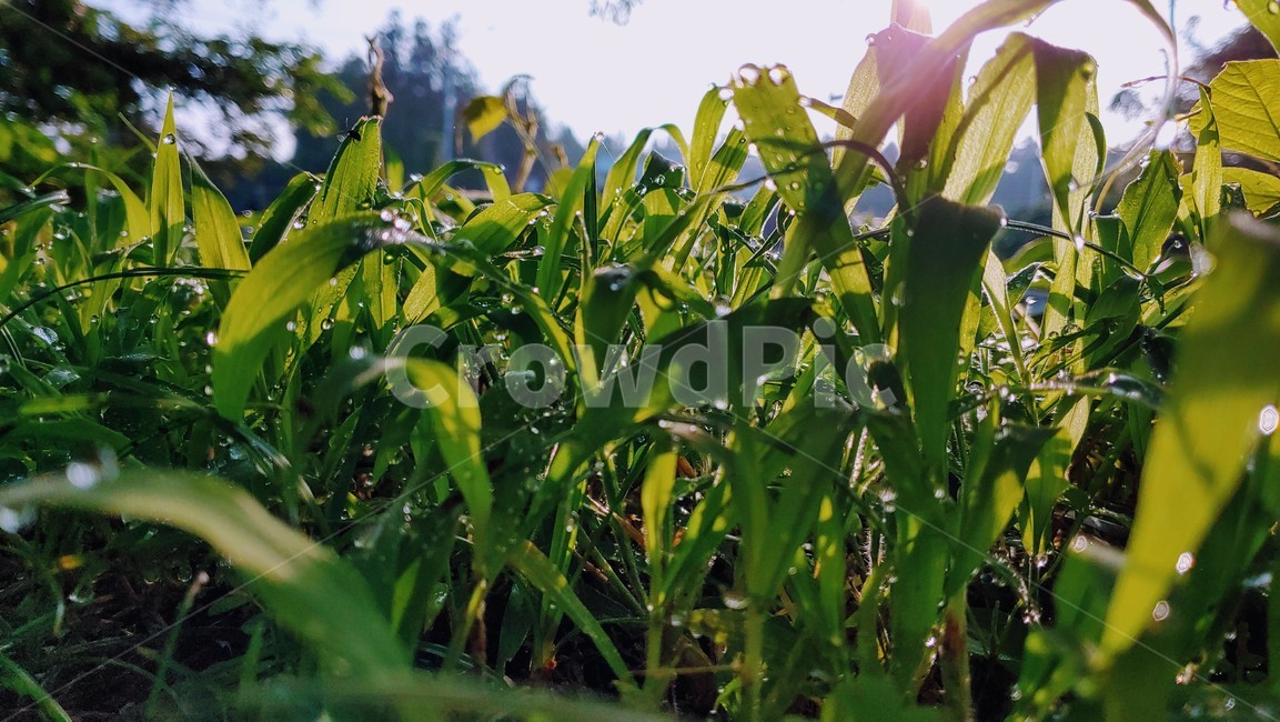 아침이슬,아침햇살,풀,잡초,weeds,grass,dewdrop,식물,자연,plants,nature,휴식,힐링,rest,relaxation,healing