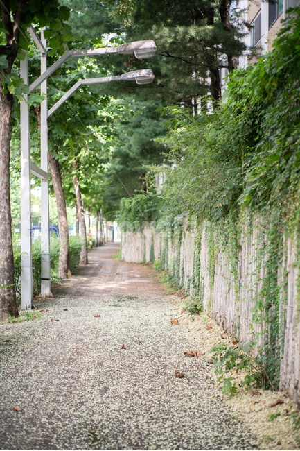 outdoors,옥외,가로등,roadlamp,낙화,꽃잎,여름,summer,골목길,alley