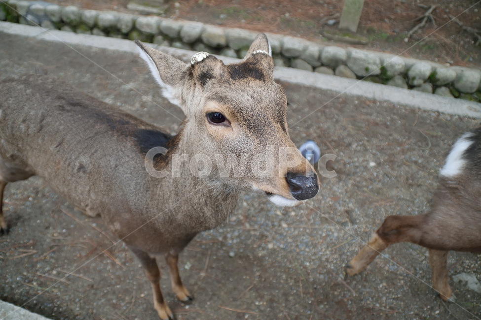 사슴,사슴얼굴,동물,deer,deerface,동물,animal,포유류,mammal