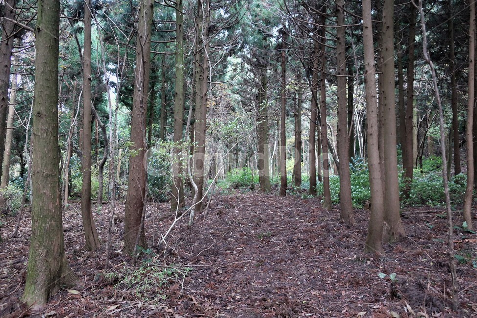 제주,삼나무,삼나무숲,숲속,나무,자연,숲길,휴양림,산림,산책,자연,풍경,nature,landscape