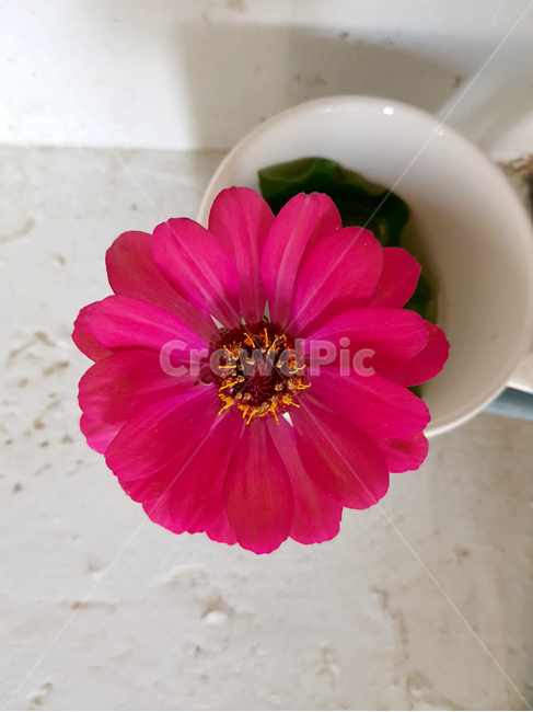 꽃,꽃한송이,핑크꽃,flower,분홍꽃