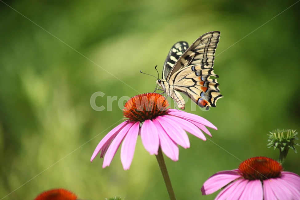 에키네시아,나비,호랑나비,echinacea,swallowtailbutterfly