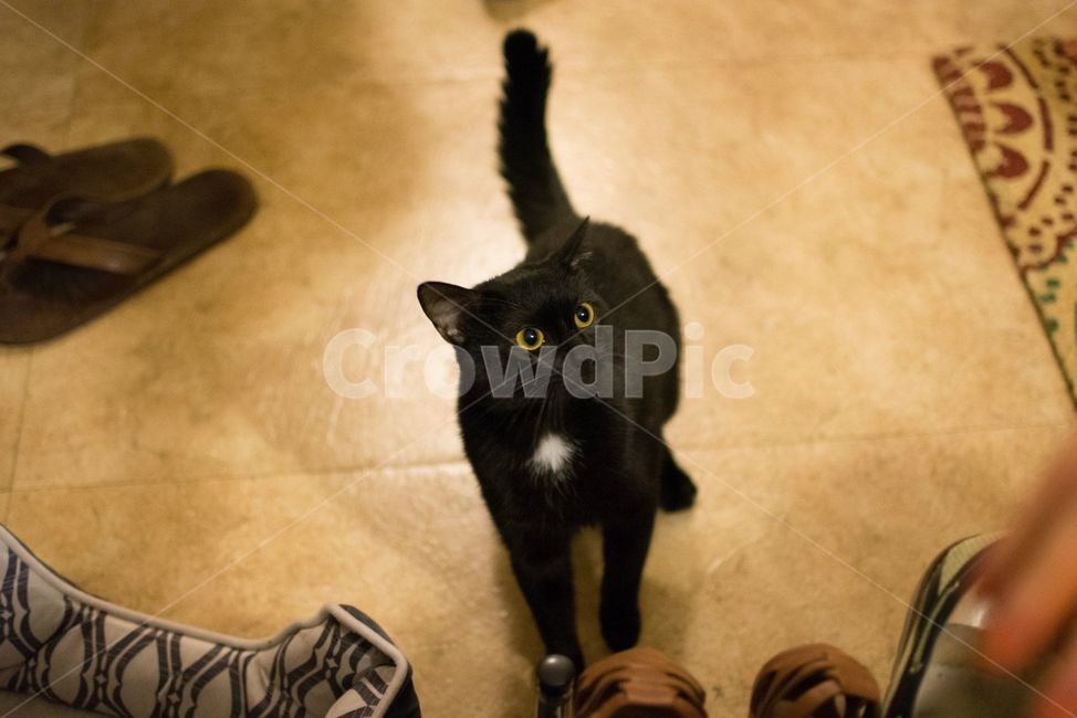 고양이,검정,black,cat,집사,동물,animal,포유류,mammal,고양이,cat,kitten,kitty