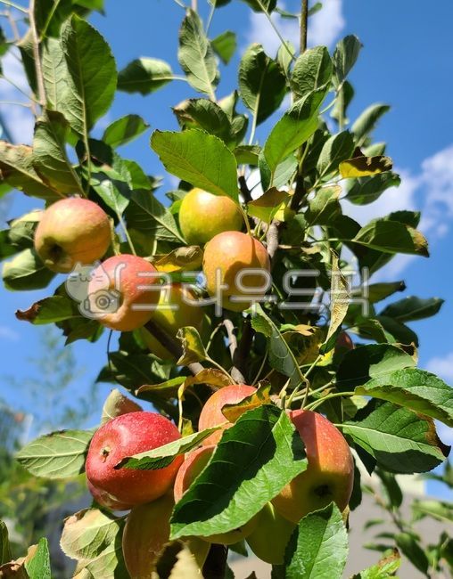 appletree,fruit,apple tree leaves,green leaf,agricultural products,crops,berries,apple trees,apple,fall,harvesting,fruit tree,farming,mini apple trees,red apples,harvest,apple leaves,tree,raw apples,mini apples,apple farming,food,apple fruit,plant,fall se