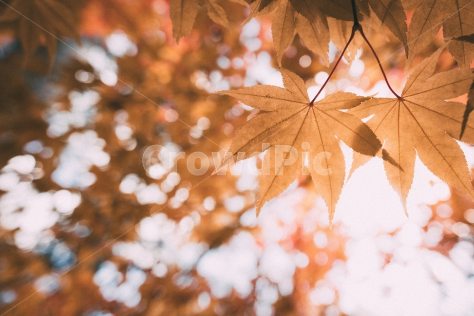 가을,단풍,해인사,가을색,단풍잎,감성,sensibility,스냅,스냅샷,snap,snapshot,가을,계절,fall,autumn,season,식물,자연,plants,nature,감성,sensible,feeling,leaf,잎,plant,tree,나무