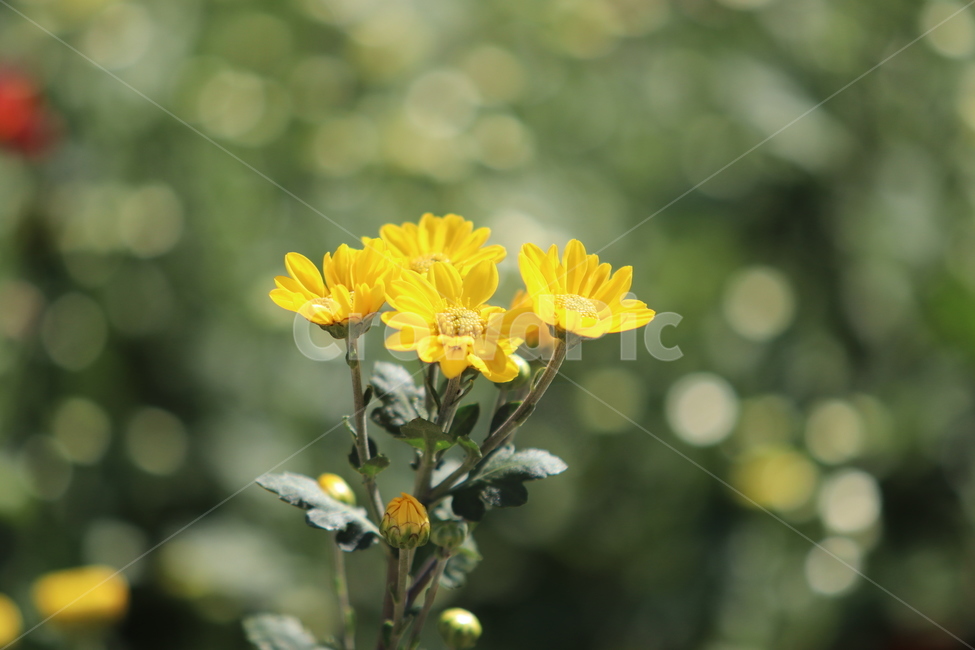 plant,식물,가을,국화,꽃,식물,자연,plants,nature,꽃,flower