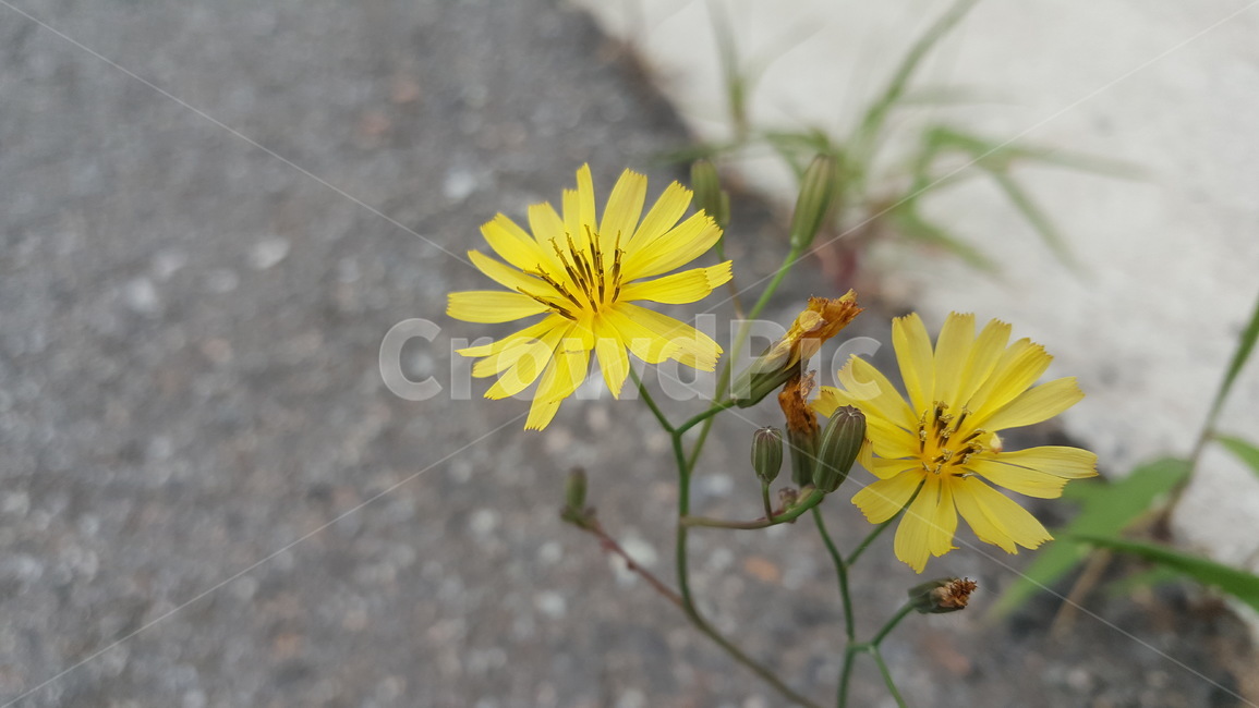 노란꽃,flower,yellow,꽃,노란색