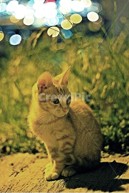 길냥이,야옹이,새끼고양이,길고양이,고양이,동물,animal,포유류,mammal,고양이,cat,kitten,kitty