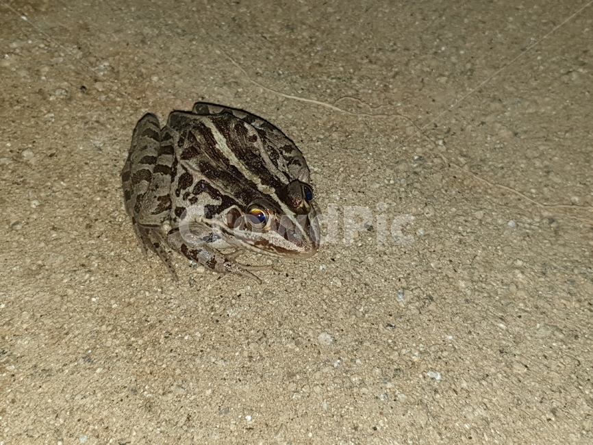 개구리,토종개구리,양서류,동물,frog,animal,amphibian,batrachian