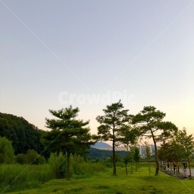 풍경,나무,노을,자연,힐링,여유,초록,감성