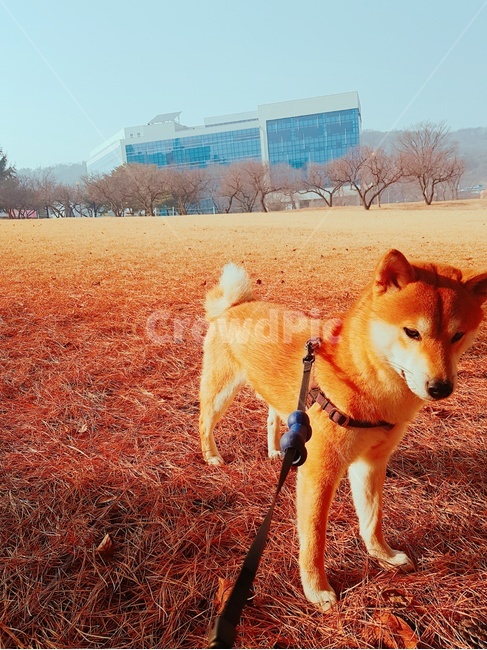 강아지,반려견,시바견,개,산책,노을,시바,공원