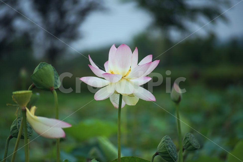 연꽃,꽃,연잎,식물,자연,식물,자연,plants,nature,꽃,flower