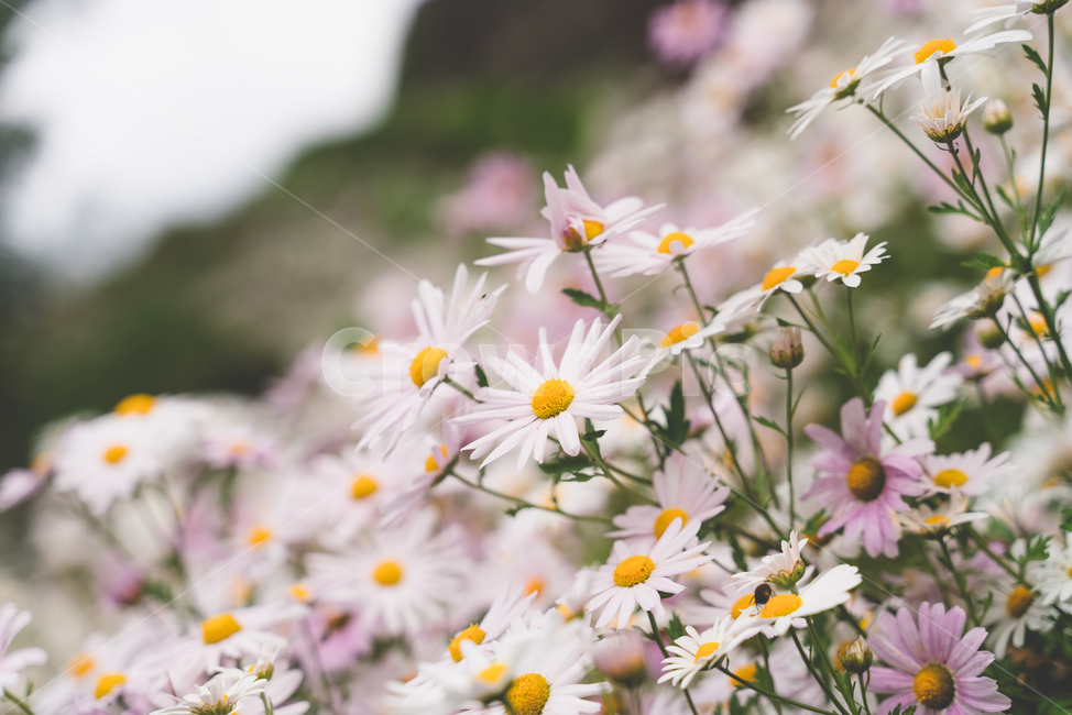 꽃,데이지,감성,계절,봄,식물,자연,plants,nature,꽃,flower