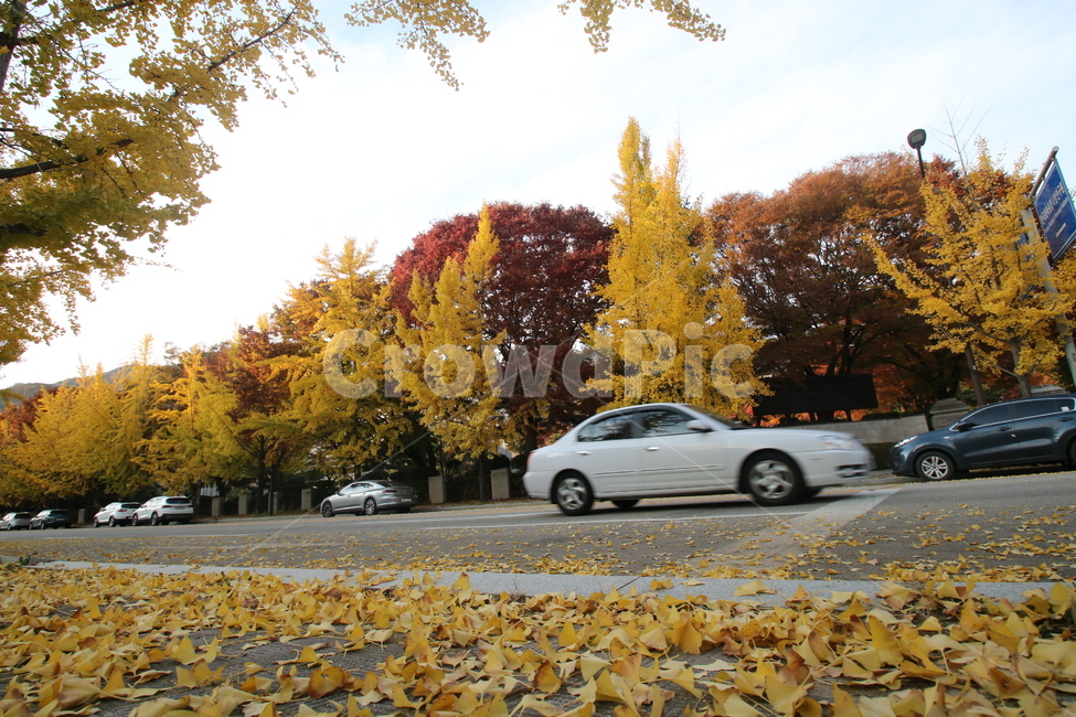 tree,나무,자동차,은행나무,maple,가을,계절,fall,autumn,season,plant,식물,automobile,transportation,교통,car,차,vehicle,차량