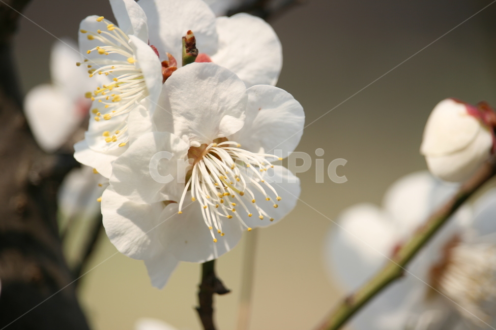 매화,봄,꽃,자연,나무,시작,힐링,봄,계절,spring,season,식물,자연,plants,nature,꽃,flower,plant