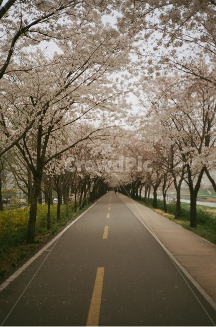 road,도로,나무,tree,벚꽃,cherryblossom,blossom,plant,식물,필름,필름사진,film,asphalt,아스팔트
