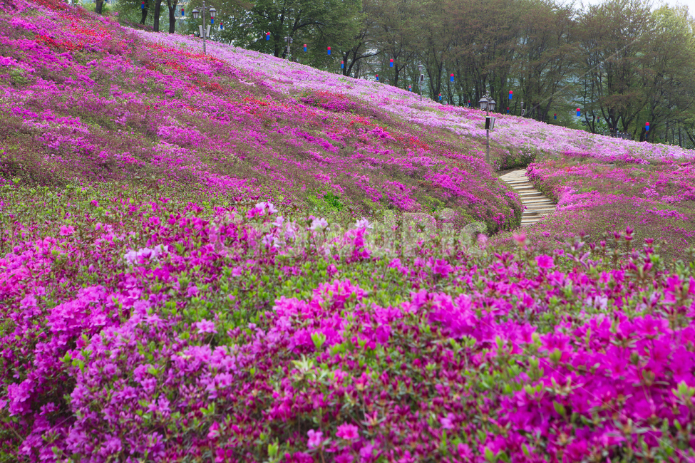 철쭉,철죽,공원,꽃길,철쭉동산,철쭉꽃,동산,군포,군포시,산책로,봄,봄철,4월,철죽공원,풍경,배경,백그라운드,나무,철쭉축제,식물,철죽축제,봄,계절,spring,season,자연,풍경,nature,landscape,outdoors,옥외,field,들,grassland,목초지