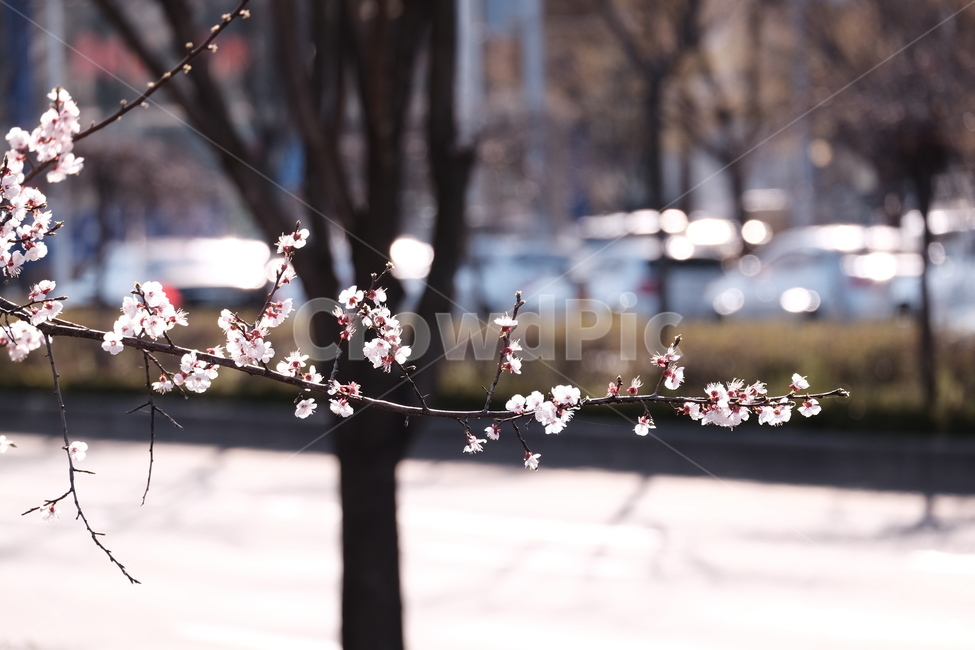 벚꽃,봄꽃,cherryblossom,flower,spring,봄하늘,하늘,봄,계절,spring,season,식물,자연,plants,nature,꽃,flower,plant,blossom,cherry blossom