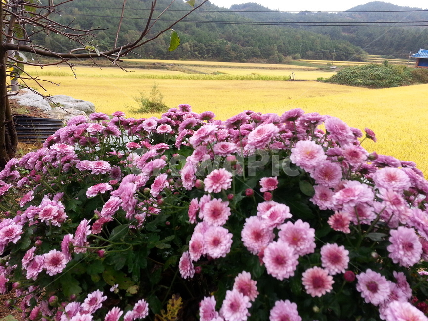 가을,추수,국화,들판,가을풍경,가을,계절,fall,autumn,season,plant,식물,flower,꽃,blossom