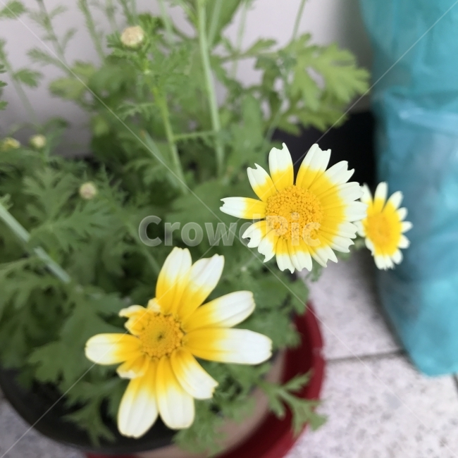 쑥갓,춘국,동호채,국채,고려국,동호,Crowndaisy,Chrysanthemum,야생화,국화과,두해살이풀,쌈재료,식물,자연,plants,nature,꽃,flower