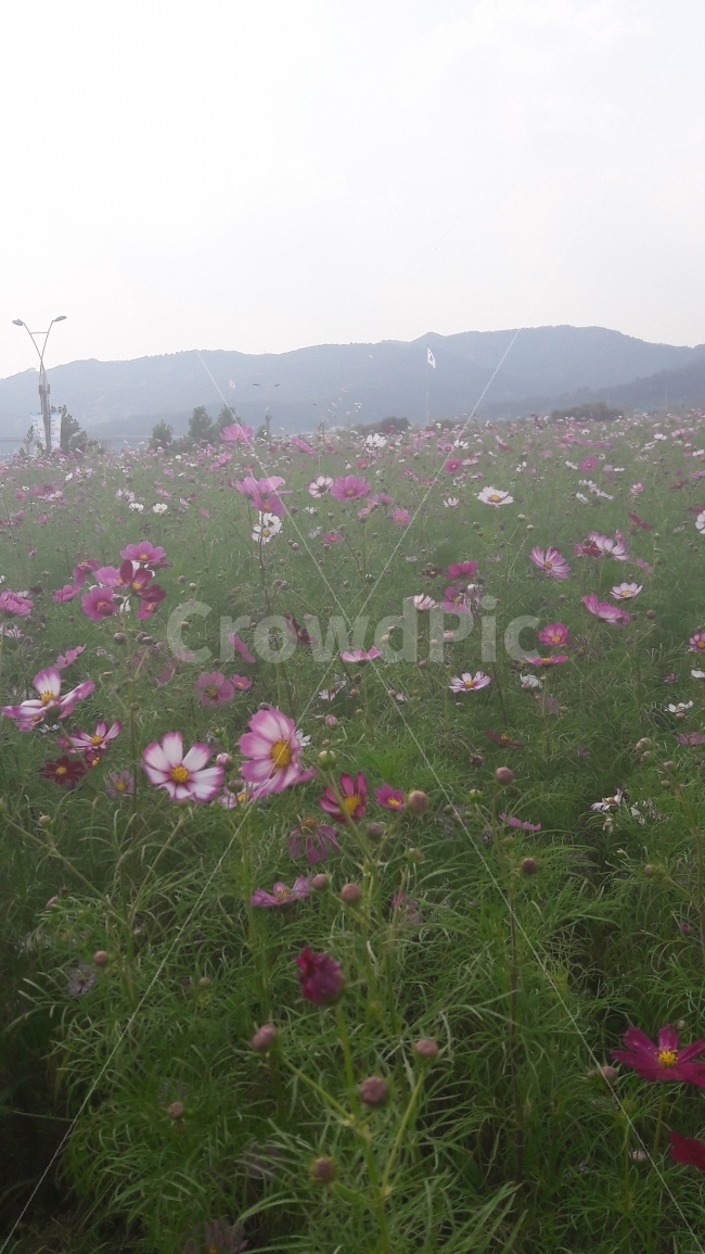 꽃,코스모스,꽃봉우리,초록,구리,가을,계절,fall,autumn,season,식물,자연,plants,nature,꽃,flower,grassland,목초지,field,들,outdoors,옥외