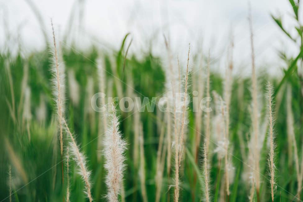 풀밭,억새,억새밭,어린억새,초록풀밭,식물,자연,plants,nature