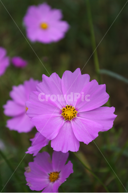 코스모스,꽃,flower,식물,plant,가을,가을,계절,fall,autumn,season,식물,자연,plants,nature,꽃,flower,geranium,제라늄,blossom