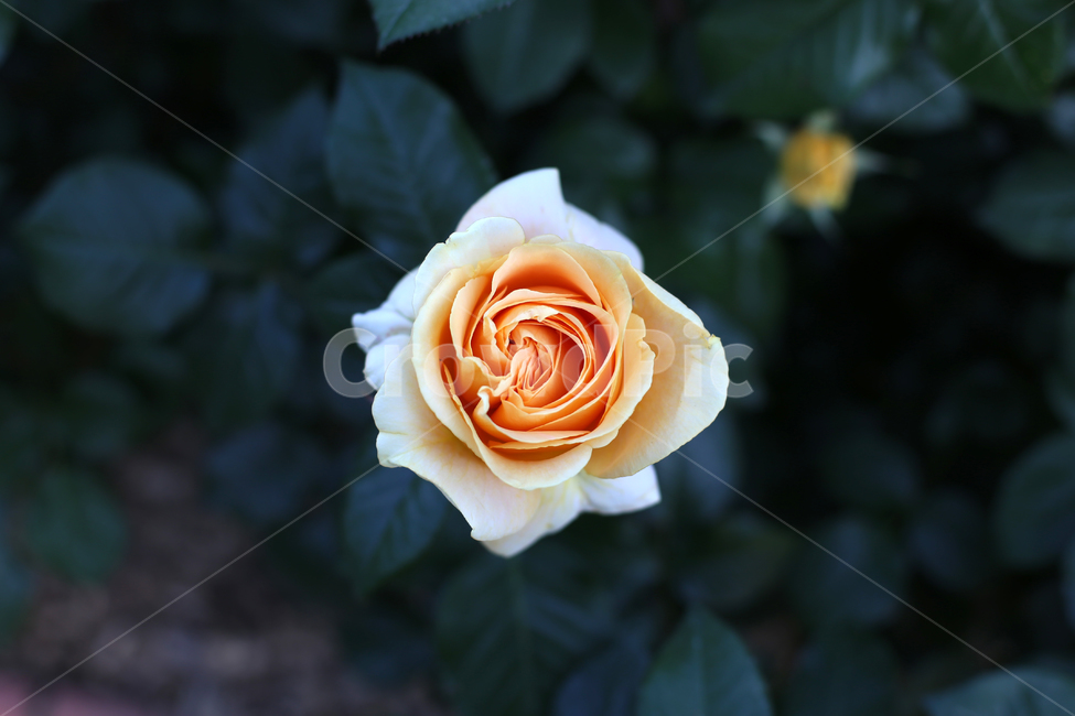 장미,꽃,rose,감성,flower