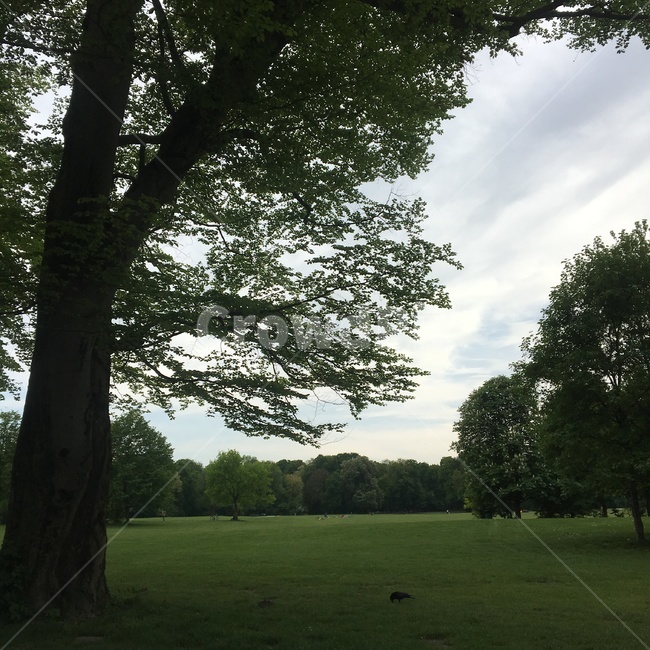 나무,공원,잔디,tree,자연,grass,plant,treetrunk,식물