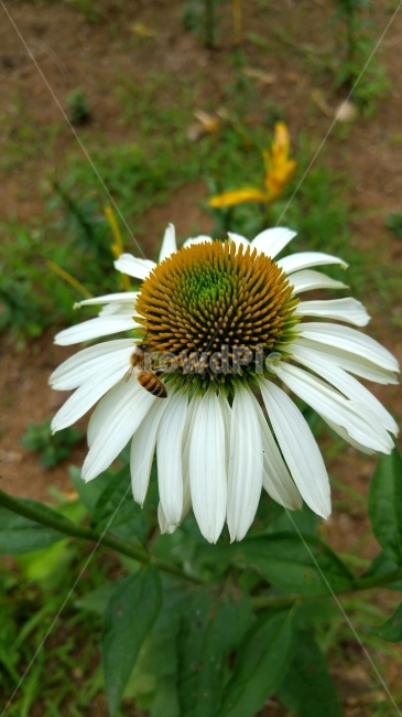 들꽃,벌,꽃과벌,꽃위에,꽃위에벌,꽃잎,꽃,식물,자연,plants,nature,꽃,flower,동물,animal,곤충,벌레,insect,bug
