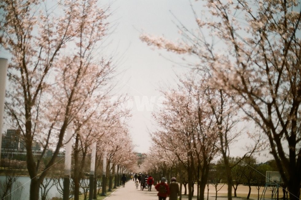 봄,벚꽃공원,공원,벚꽃,산책,plant,식물,봄,계절,spring,season