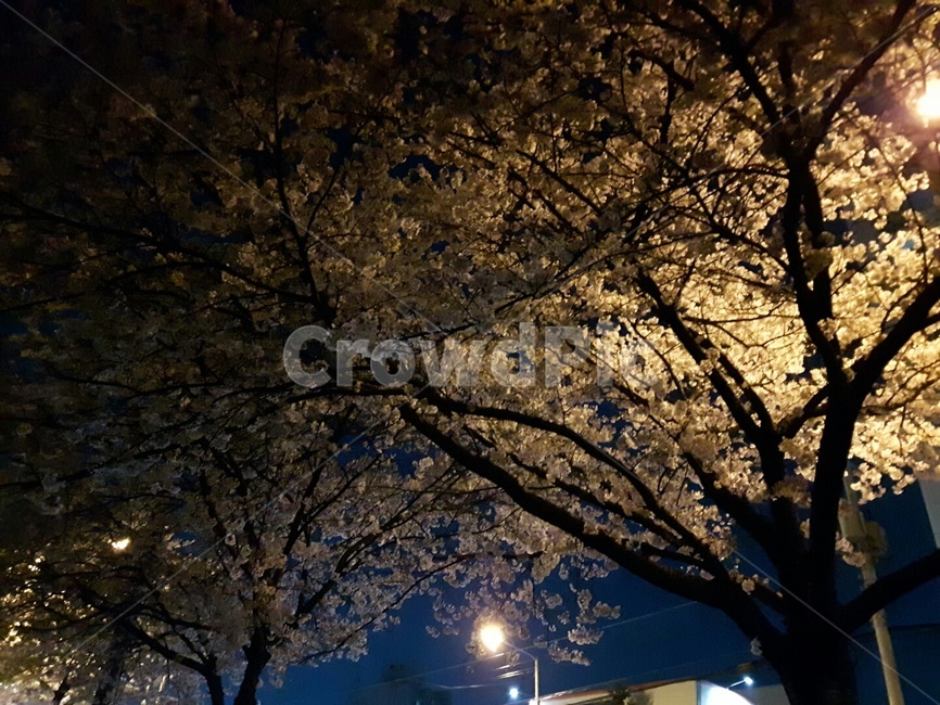 벚꽃,봄,꽃,분위기,벚나무