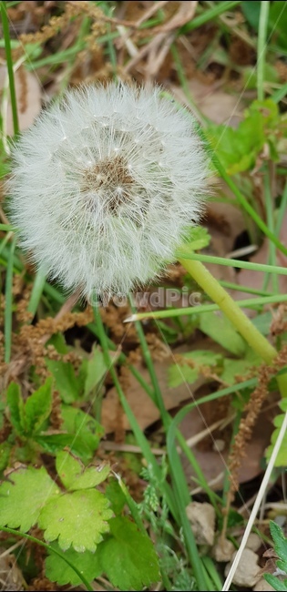 봄,민들레홀씨,꽃,새싹,민들레