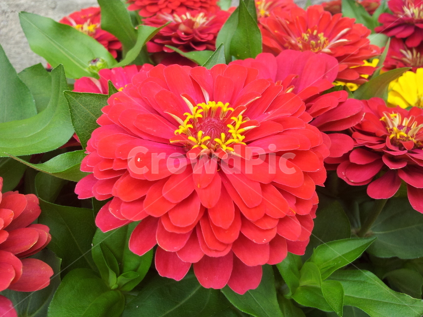 꽃,자연,푸르름,풀,식물,식물,자연,plants,nature,꽃,flower