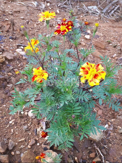 메리골드,꽃,노란,자연,marigold,yellow,plants,nature,flower,식물,자연,plants,nature,꽃,flower