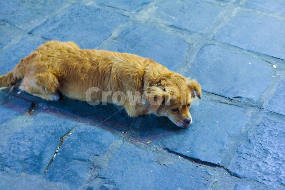 애완동물,pet,goldenretriever,dog,동물,포유류