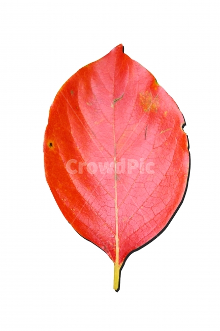 낙엽,가을,누끼,따내기,적색,빨강,단풍,잎,식물,배경,배경제거,nature,isolated,orange,pattern,plant,fall,red,autumn,maple,vein,frame,bright,decoration,background,season,Removebackground,가을,계절,fall,autumn,season,식물,자연,plants,nature,누끼,remove background,leaf,veins,정맥