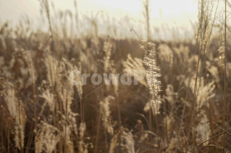 억새,flamegrass,가을,fall,억새밭,autumn,식물,자연,miscanthussinensis,10월,11월,갈색,brown,가을풍경,가을모습